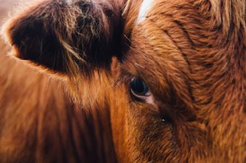 Zwerfvuil maakt koeien ziek in Vlaanderen